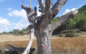 Campaña de la señalización senderista del Camino del Cid 2018