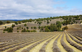 Plantacin de lavanda, cerca de Lebrancn