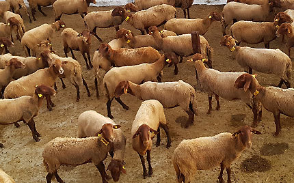 La guirra, oveja autctona. Mas de Noguera