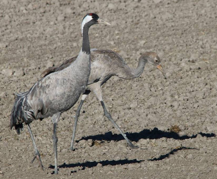 Pareja de grullas en Gallocanta 
(M Carmen Tornos)