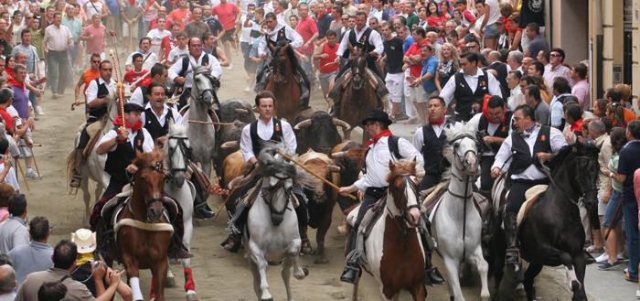 La Entrada de Toros y Caballos de Segorbe, uno de los espectculos ms intensos que tienen lugar en el Camino del Cid