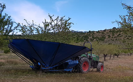 Recogiendo almendras