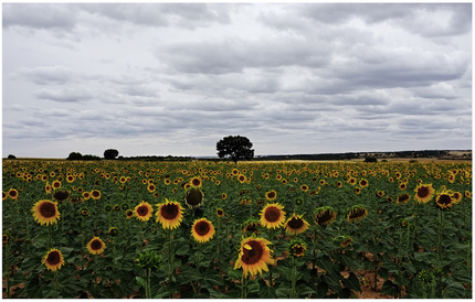 Girasoles prximos a Quintanarraya