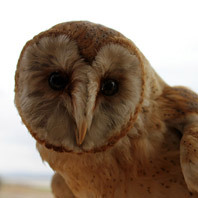 Lechuza en el centro de interpretacin de Gallocanta.jpg