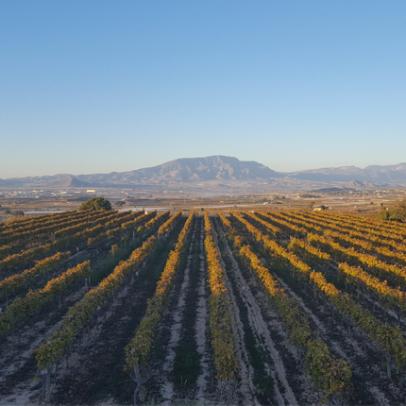 Viñas del Vinalopó. Monforte del Cid, Alicante