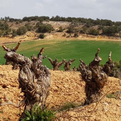 Castillejo de Robledo, Soria