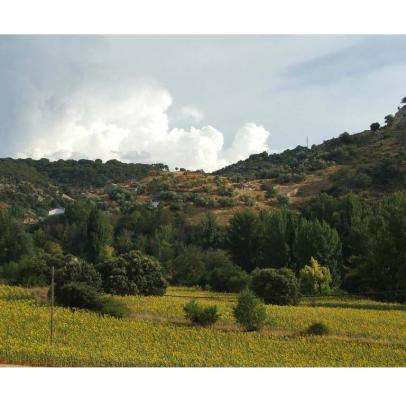 Paisaje en Castejón de Henares, Guadalajara. ALC