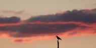 This carrion crow plays a very special role in the Poem of El Cid. Stanza 11 reads &#8220;Crows flew across to their right as they were leaving Bivar&#8221;. The direction of the flight of the carrion crow was seen as an omen. For travellers, as for El Cid, this bird is a symbol of good luck / ALC.