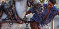 Fiestas de tiro y arrastre en Albal, Valencia / José Beut Duato.