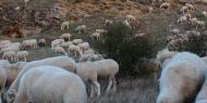 Las ovejas pastan extramuros, donde otrora se encontrara la ciudadela judía de Atienza / ALC.