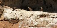 Vultures near Berlanga de Duero, Soria / ALC