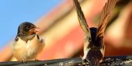 Little friends. Sparrows / Concepción Coronado Bravo