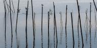 La Albufera de Valencia. This ancient marine gulf, evolved into a freshwater lake, is one of the most important wetlands in Spain. It has also been declared a Special Bird Protection Area / / Luis Moreno Morales.