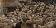 Flock of sheep in La Pobla del Bellestar, province of Castellón / Joaquín Campos.