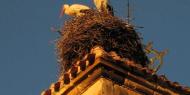 White storks, very common in the Spanish villages / ALC.