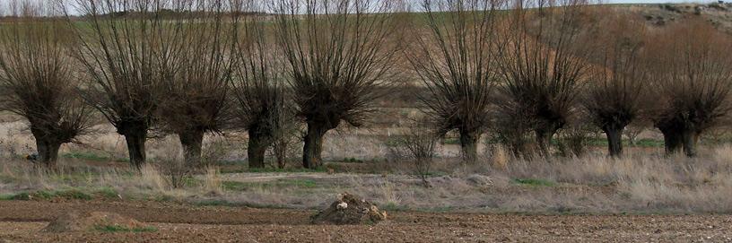 Espinosa de Cervera, Burgos.