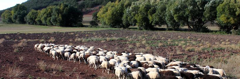 Layna, Soria.