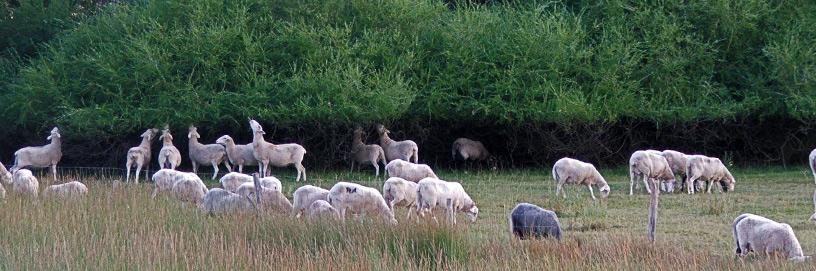 Sauquillo de Paredes, Soria